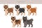 Shikoku dog puppies coat colors, different poses clipart