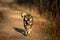 Shikoku Dog running fast In the forest at sunset. Rare Japanese shikoku dog having fun in autumn