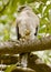 The shikra Accipiter badius