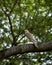 Shikra or Accipiter badius or little banded goshawk bird portrait or closeup perched on branch in winter light during outdoor