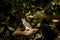 Shikra or Accipiter badius or little banded goshawk bird portrait perched in natural light and shadow in winter season during