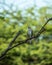 Shikra or Accipiter badius or little banded goshawk portrait with eye contact perched on branch in natural green background at