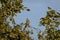 Shikra or Accipiter badius or little banded goshawk portrait with eye contact perched on tree at ranthambore national park