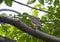 Shikra Accipiter badius  raptor in the forest