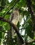 Shikra bird resting, majestic beast watchful of the surroundings