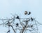 A Shikra fighting with a group of crows