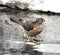 Shikra or Little Banded Goshawk (Female) (Accipiter badius) quenching thirst: (pix Sanjiv Shukla)