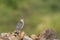 Shikra sitting on a rocks seen  at Solapur,Maharashtra,India