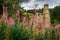 Shildon Engine House behind Rosebay Willowherb