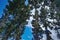 Shillouette of pine trees with blue sky and cloud as background