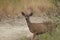 Shiloh Ranch Regional Park, California deer