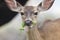 Shiloh Ranch Regional Park, California deer