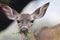 Shiloh Ranch Regional Park, California deer