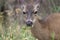 Shiloh Ranch Regional Park, California deer