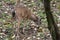 Shiloh Ranch Regional Park, California deer