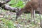 Shiloh Ranch Regional Park, California deer