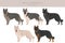 Shiloh Shepherd clipart. All coat colors set.  All dog breeds characteristics infographic