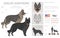 Shiloh Shepherd clipart. All coat colors set.  All dog breeds characteristics infographic