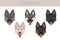 Shiloh Shepherd clipart. All coat colors set.  All dog breeds characteristics infographic