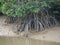 Shimajiri mangrove forest in Miyakojima island