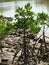 Shimajiri mangrove forest in Miyakojima island