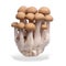 shimeji mushrooms brown varieties isolated over white background