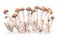 shimeji mushrooms brown varieties isolated over white background