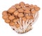 Shimeji mushrooms brown on white background