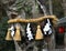 Shimenawa around tree, Himure Hachiman Shrine, Omi-Hachiman,