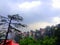 Shimla Himachal Pradesh green trees on rainy day