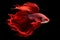 Shimmering bright red Betta fish with long, flowing fins against a black background. isolated