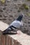 Shimmering city pigeon columba livia domestica sitting on the cobblestones wall in city