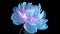 Shimmering Light Pink and Azure Peony: Close-Up of Sleek Glass-Like Flowers in Holographic Colors, Generative AI