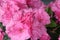 Shimmering Pink Azalea Flowers