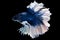 The shimmering scales of the blue betta create a mesmerizing display as it navigates the aquatic environment with fluidity and