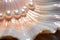 Shimmering Sea pearl shell closeup. Generate Ai