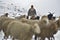 Shimshali people go grazing with the sheep, goats and yaks. They raise and graze at an altitude of over 5600m because there are on