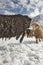 Shimshali people go grazing with the sheep, goats and yaks. They raise and graze at an altitude of over 5600m because there are on