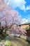 Shinbashi dori in Kyoto, Japan and Shira-kawa River with beautiful full bloom cherry blossom in spring