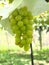 Shine Muscat Grape hanging from grapevine trellis