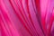 Shine Pink pearl fabric silk or satin luxury cloth texture