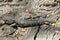Shingle back lizard aka stumpy tail