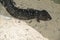 Shingle back or stumpy tail lizard