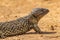 Shingle-backed Lizard in South Australia