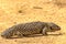 Shingle-backed Lizard in South Australia