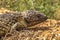 Shingle-backed Lizard in South Australia