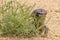 Shingle-backed Lizard in South Australia