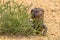 Shingle-backed Lizard in South Australia