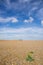 Shingle beach with single plant with yellow flower in foreground