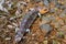 Shingleback Bobtail Lizard